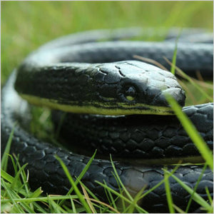 1 PC Realistic Soft Rubber Toy Snake Safari Garden Props Joke Prank Gift About 130cm Novelty And Gag Playing Jokes Toys